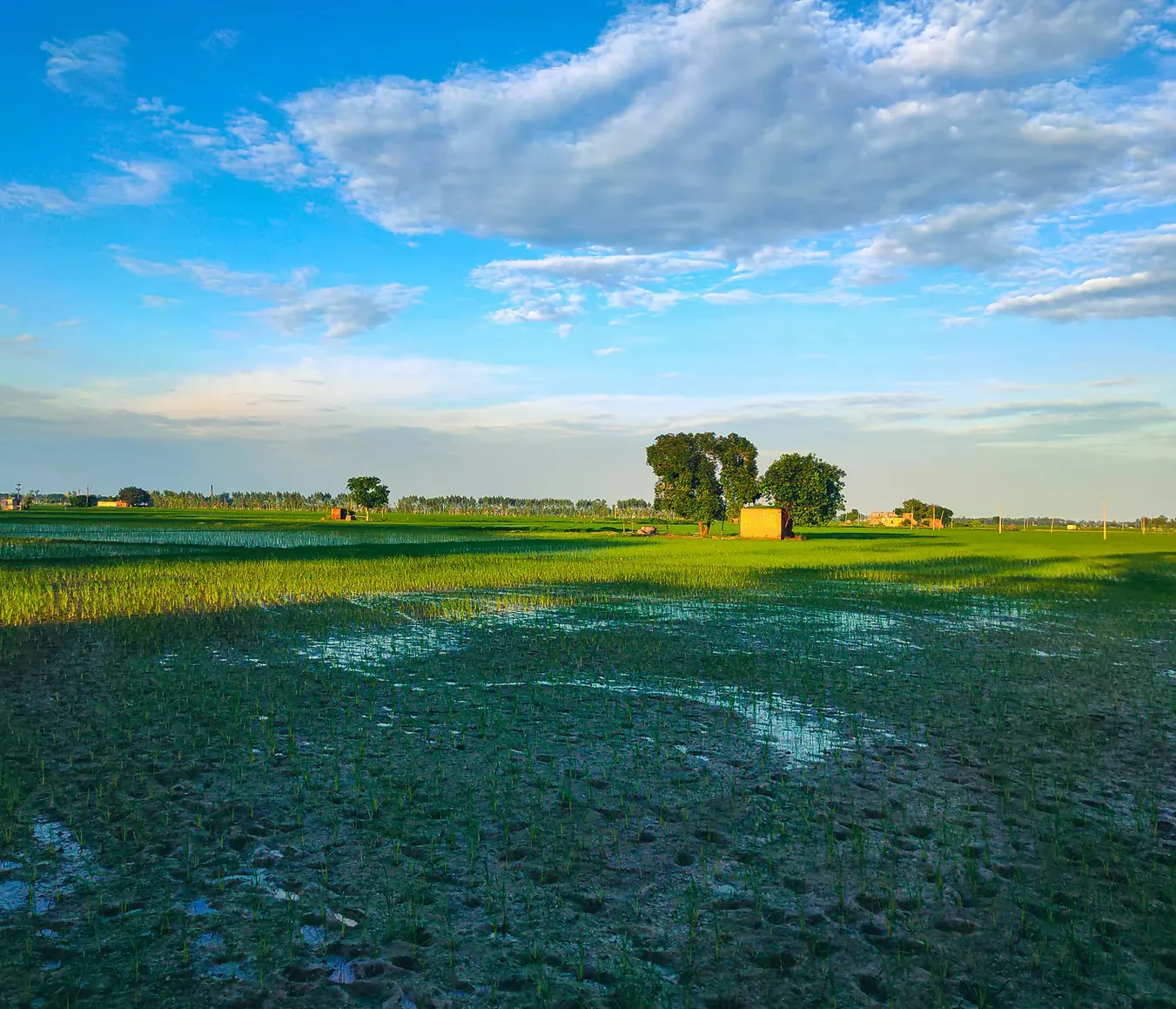 Comega Life Sciences Kasur Field